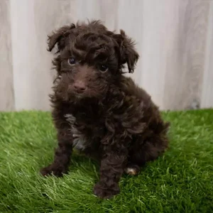 Aussiedoodle